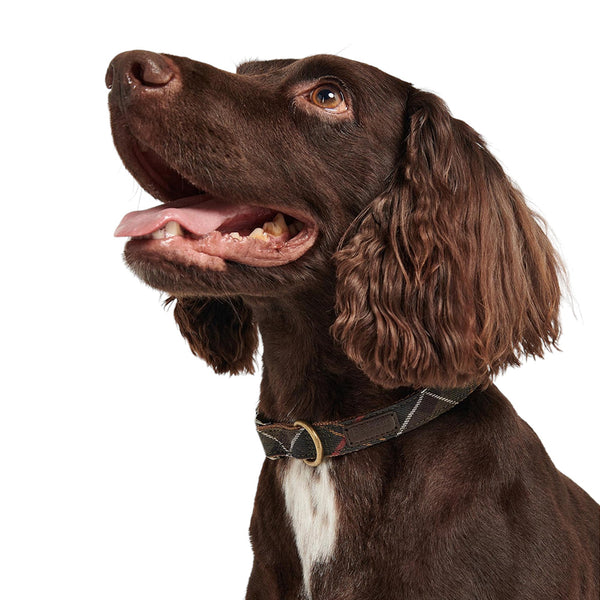 BARBOUR TARTAN / WEBBING DOG COLLAR